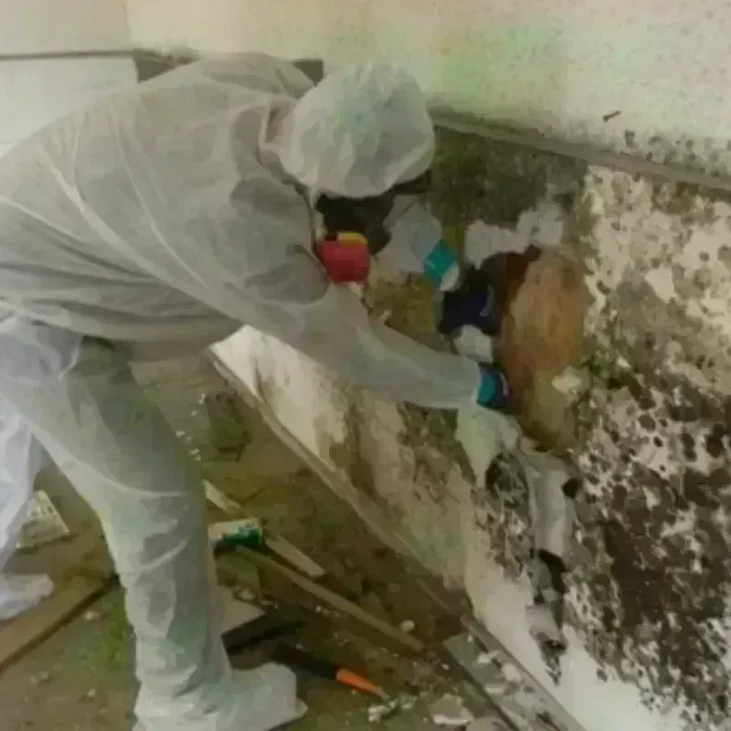 Mold Remediation and Removal in Sisters, OR